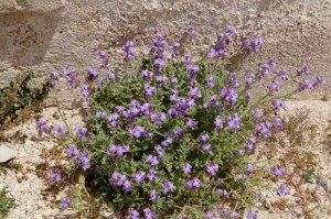 matthiola tricuspidata(1200 x 797).jpg